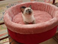 BLUE POİNT SİYAM KEDİSİ YAVRULARIMIZ