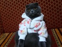 DİŞİ SCOTTİSH FOLD KEDİSİ