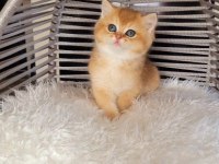 British shorthair golden ny11 erkek