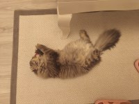 Sahibinden 10 aylık ücretsiz scottish fold