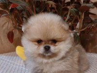 Yavru pomeranian yavru köpekler