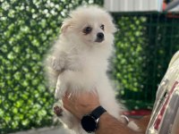 Erkek 3 aylık spitz pomeranian boo