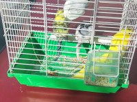Yavru Erkek Muhabbet Kuşu