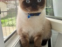 Baba biritish shorthair anne siyam malzeme ile birlikte vece