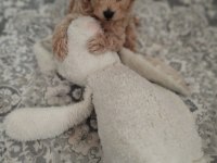 Köpeğimizi Sahiplenecek yuva arıyoruz