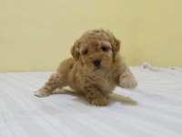 Irk Garantili Maltipoo Yavruları