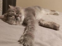 British longhair