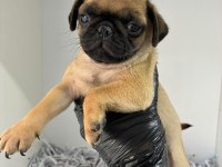 IRK VE SAĞLIK GARANTİLİ PUG YAVRU KÖPEĞİM