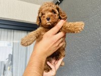 Dark Red Brown Toy Poodle Kızımız