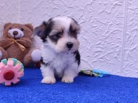 Neşe kaynağı morkie yavrularımız