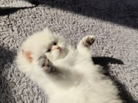 Kedimiz safkan prensese yuva arıyorum