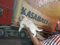 60 Günlük Dişi Morkie