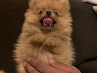 POMERANİAN TEACUP 2.5 AYLIK ERKEK