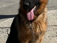 Safkan erkek alman çoban köpeği