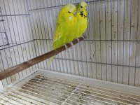 Jumbo muhabbet kuşları 2 çift