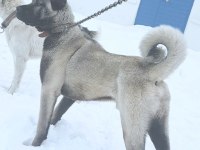 DEĞERİNİ VERENE ORJİNAL KANGAL