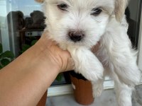 45 günlük köpeklerimiz