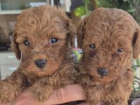Evinizin Poodle Prensesleri Ve Prensleri 2 Aylık
