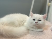 5 aylık british longhair