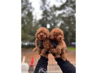 POODLE YAVRULAR
