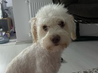 3 yaşında köpeğimiz