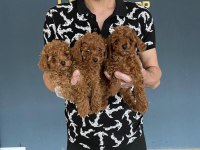 exlusive ret brown toy poodle yavrular wc eğitimli ankara
