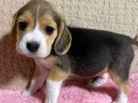 AKIL KÜPÜ BEAGLE YAVRULAR