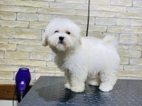 TÜY DÖKMEYEN TERRIER BEBEKLERİ
