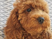 Sağlıklı güzel sevimli poodle yavrular