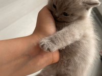 2 aylık KEDİLER SAHİPLENDİRMEK İSTİYORUM