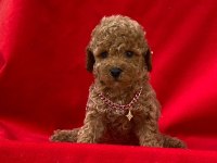 Orjinal toy poodle kore yavrularımız teslime hazır