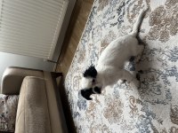 3 Aylık Pekinez