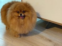 Pomeranian BOO DİŞİ (TÜRKİYEDE DAHA İYİSİ YOK)