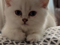 2 aylık dişi british longhair blue point