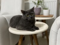 British shorthair kedimiz gümüş