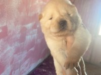 Chow chow köpeği