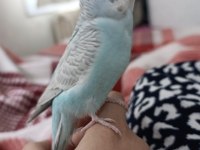 Ele kola alışık erkek 3 aylık muhabbet kuşu