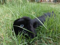 Mavi gözlü mini lop dişi tavşan