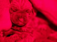 FCI KİF A SECERELİ CANE CORSO YAVRULAR