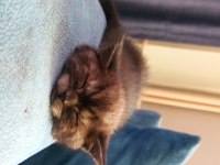 SAHİPLENDİRİLECEK KEDİMİZ