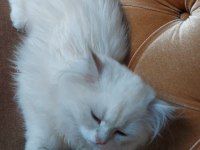 3.5 aylık british longhair yavru bundan sevimlisi yok
