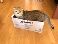 Scottish Fold Golden Yetişkin Erkek