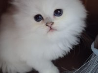 Bs1133 british longhair