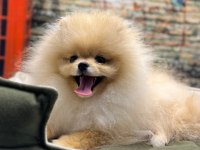 Teacup Pomeranian Boo Erkek Yavrumuz @petclubadanaa