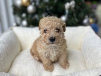 Irkının en güzel örneği orjinal maltipoo