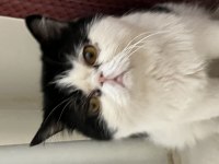 3 yaşında erkek exotic shorthair sahiplendirilecektir