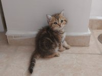 Scottish Fold/ British Shorthair Yavrular