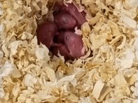 Campbell hamster yavruları