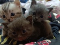 Cinnamon ve lilac british bebeklerim ailelerini arıyor