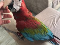 Yavru macaw